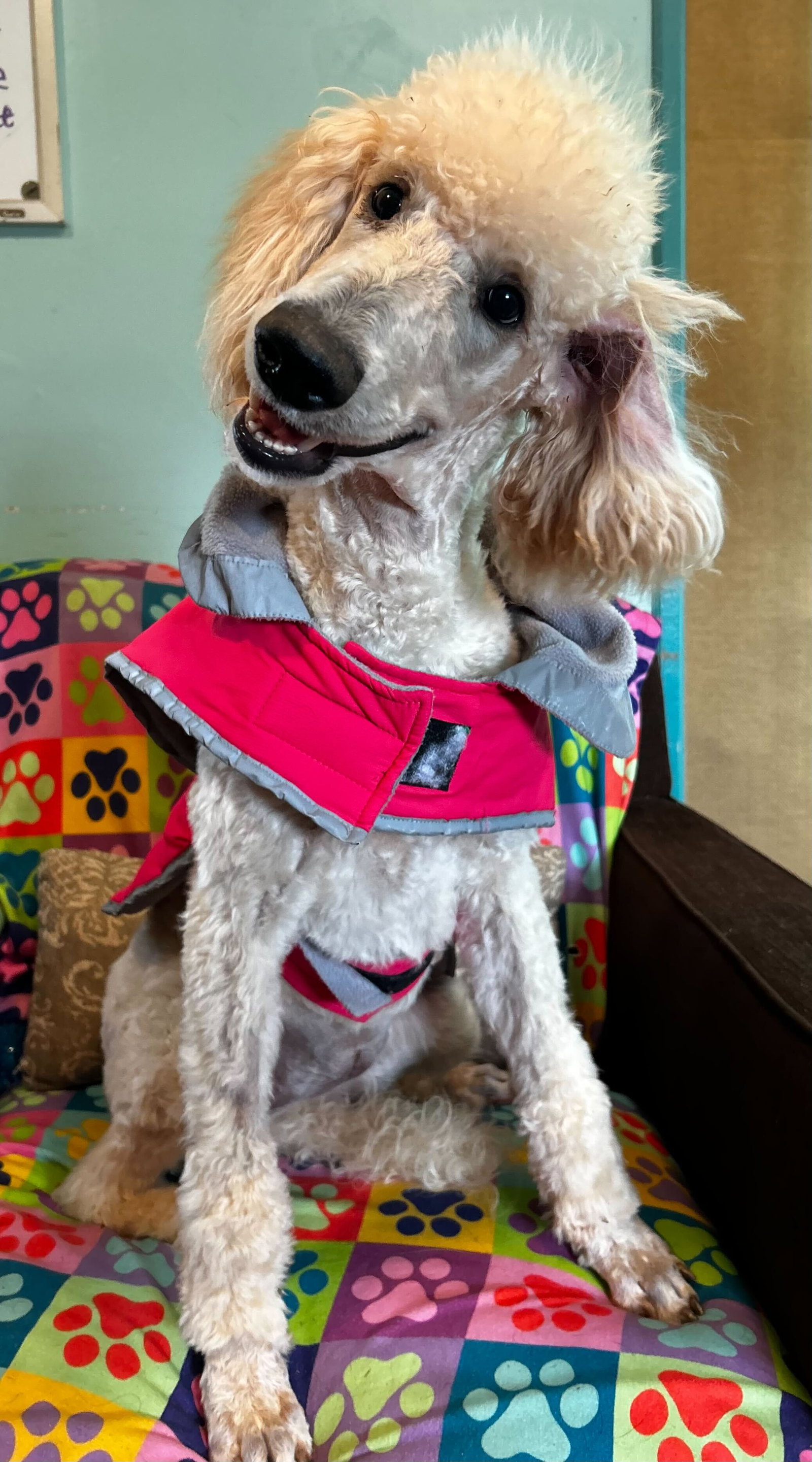 Photo 4 of 8 — Ginger Mar 26
