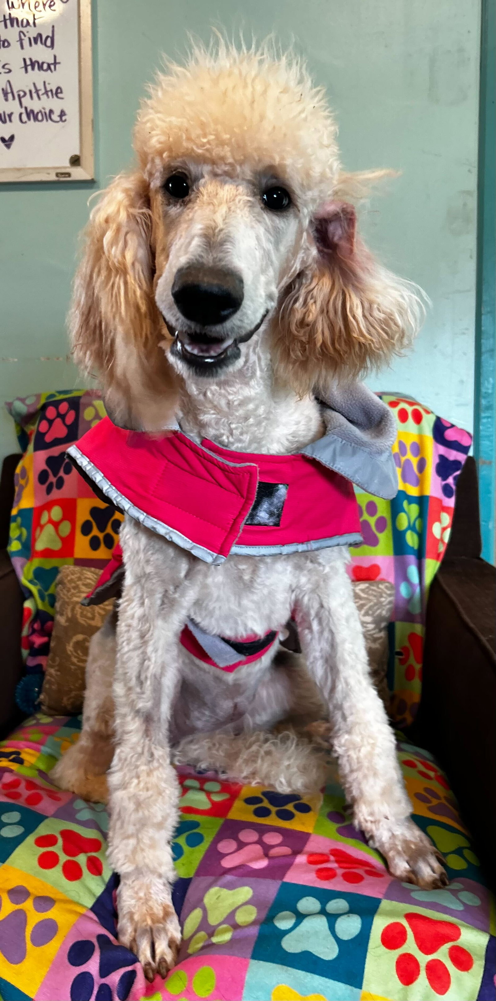 Photo 2 of 8 — Ginger Mar 26