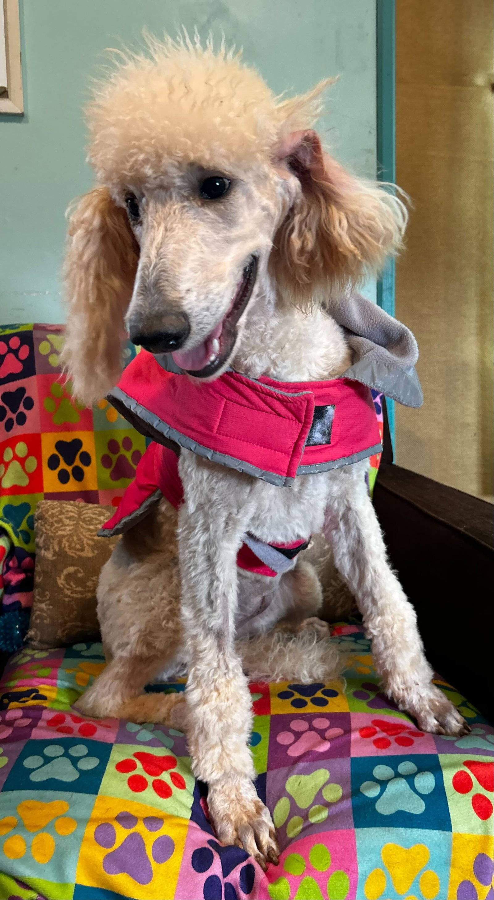 Photo 8 of 8 — Ginger Mar 26