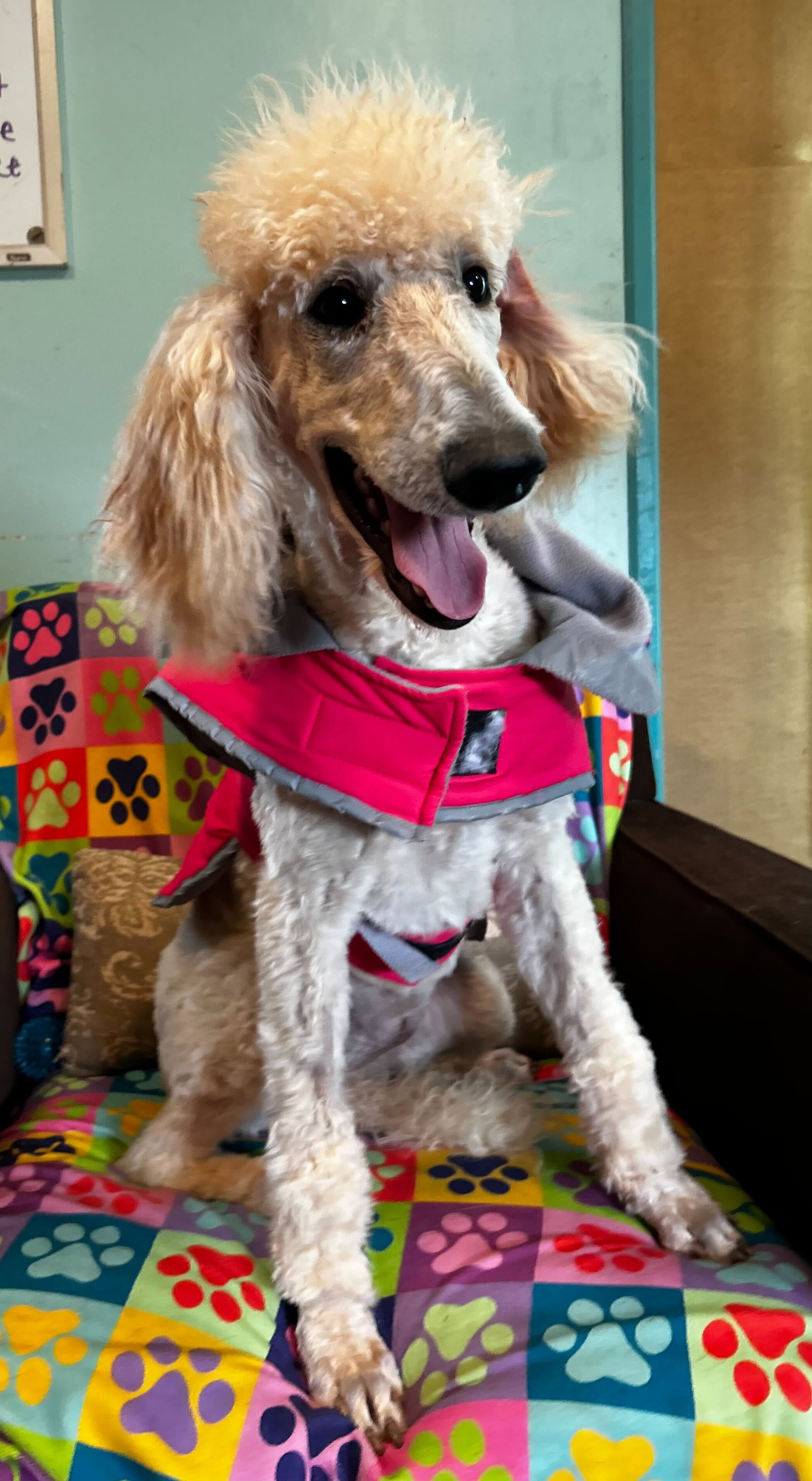 Photo 3 of 8 — Ginger Mar 26
