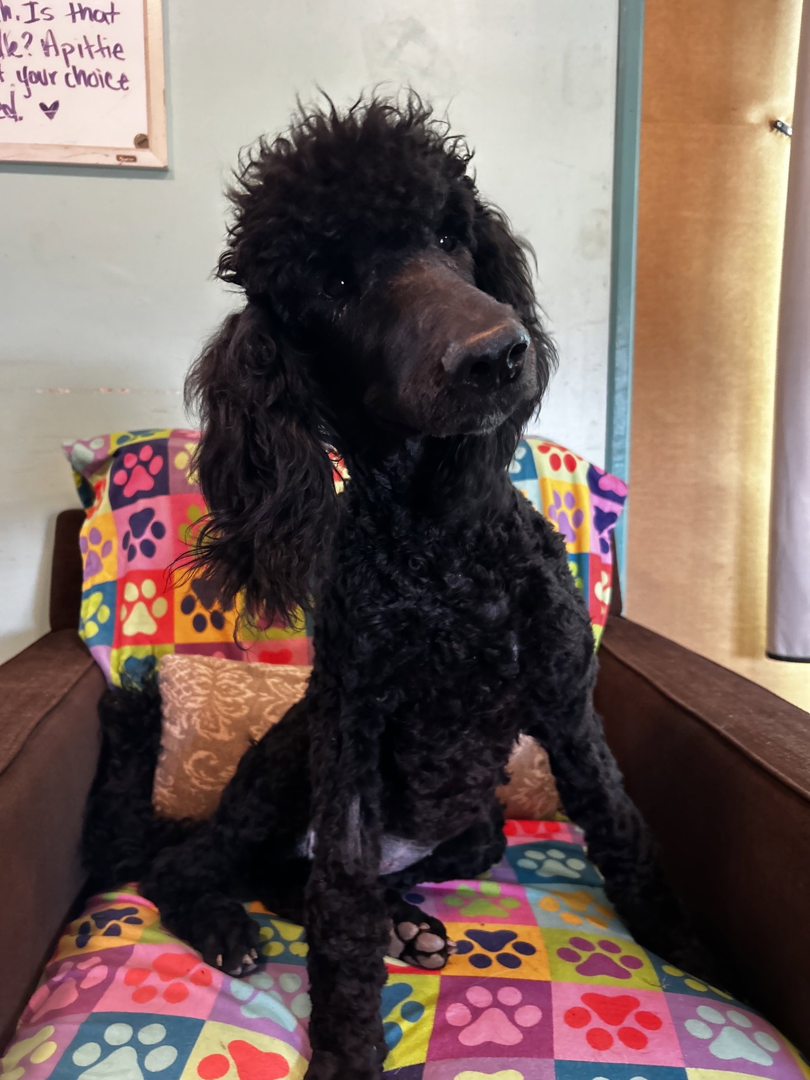 Dog Image