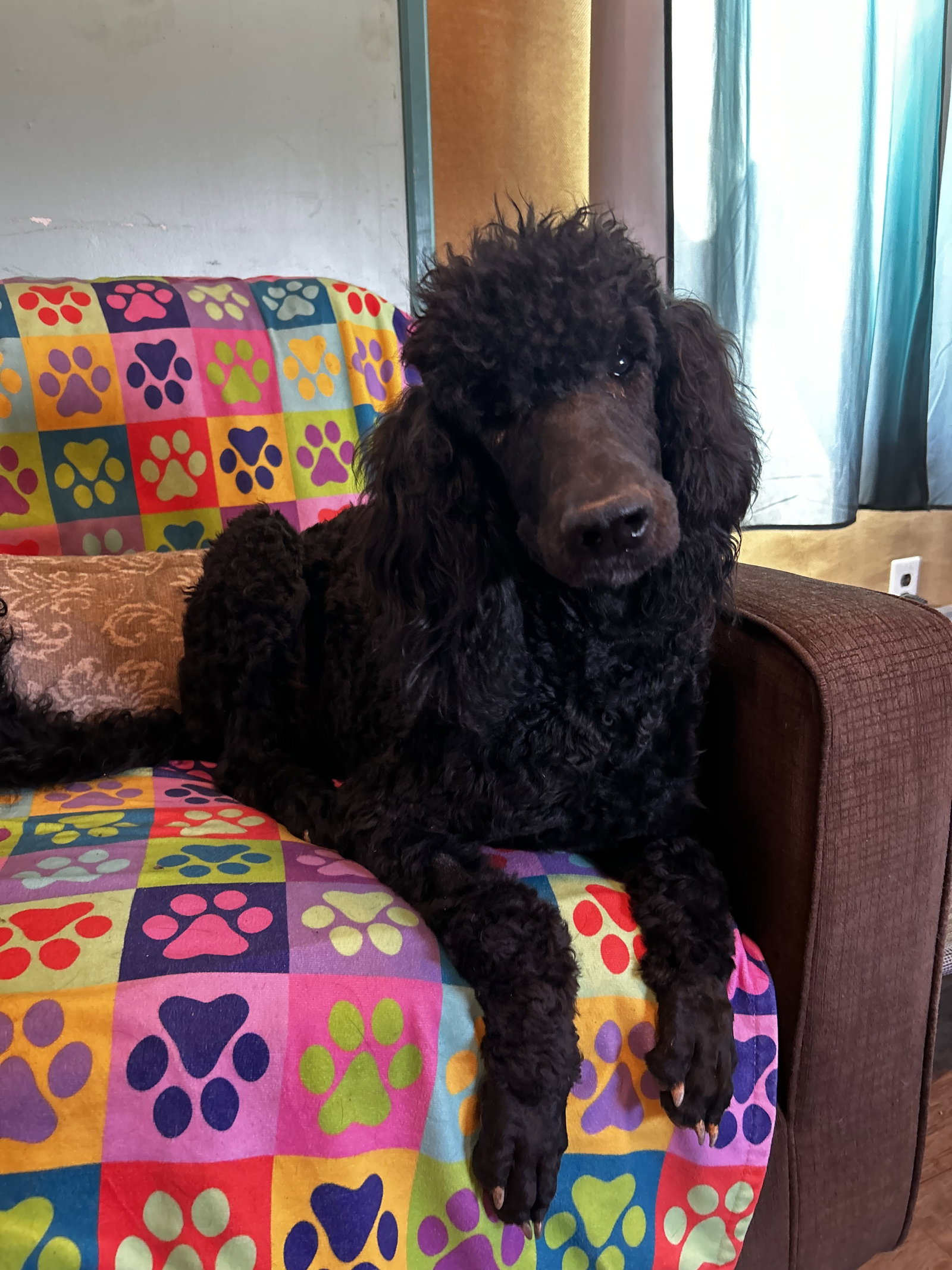 Dog Image