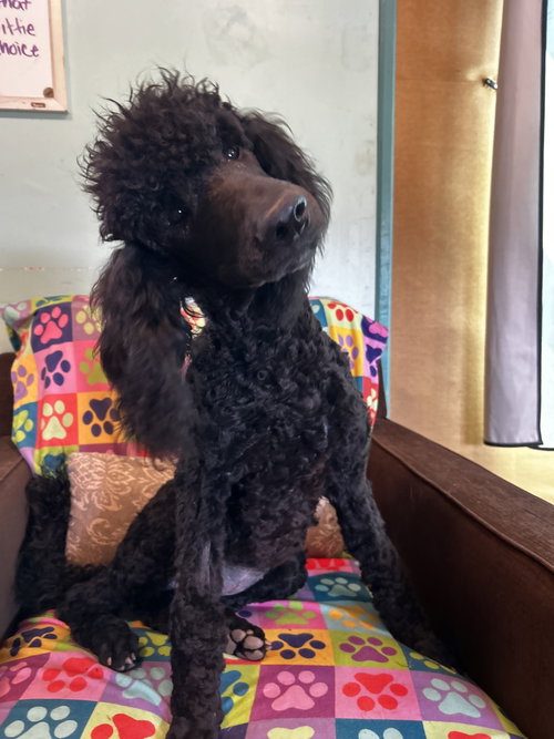 PEPPER MAR 26 - Poodle (Standard) available for adoption