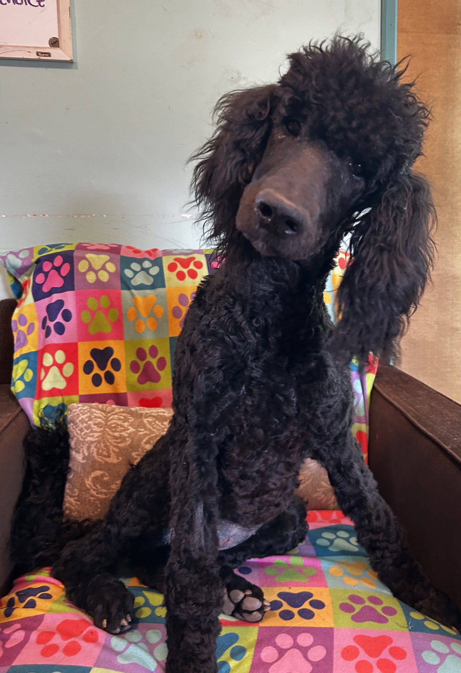 Dog Image