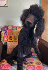 Pepper Mar 26 - Photo 5