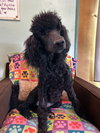 Pepper Mar 26 - Photo 6