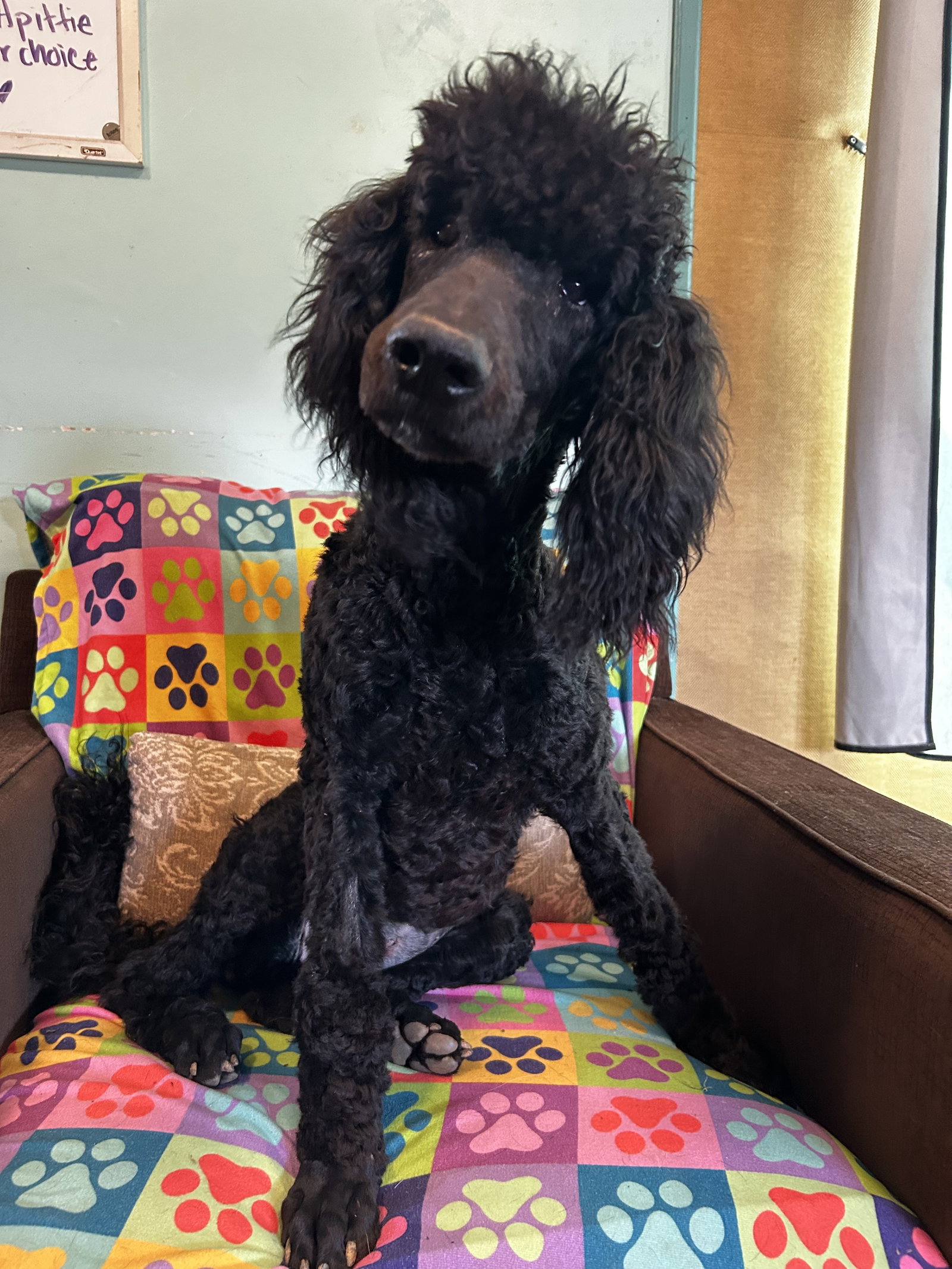 Dog Image