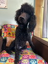 Pepper Mar 26 - Photo 2