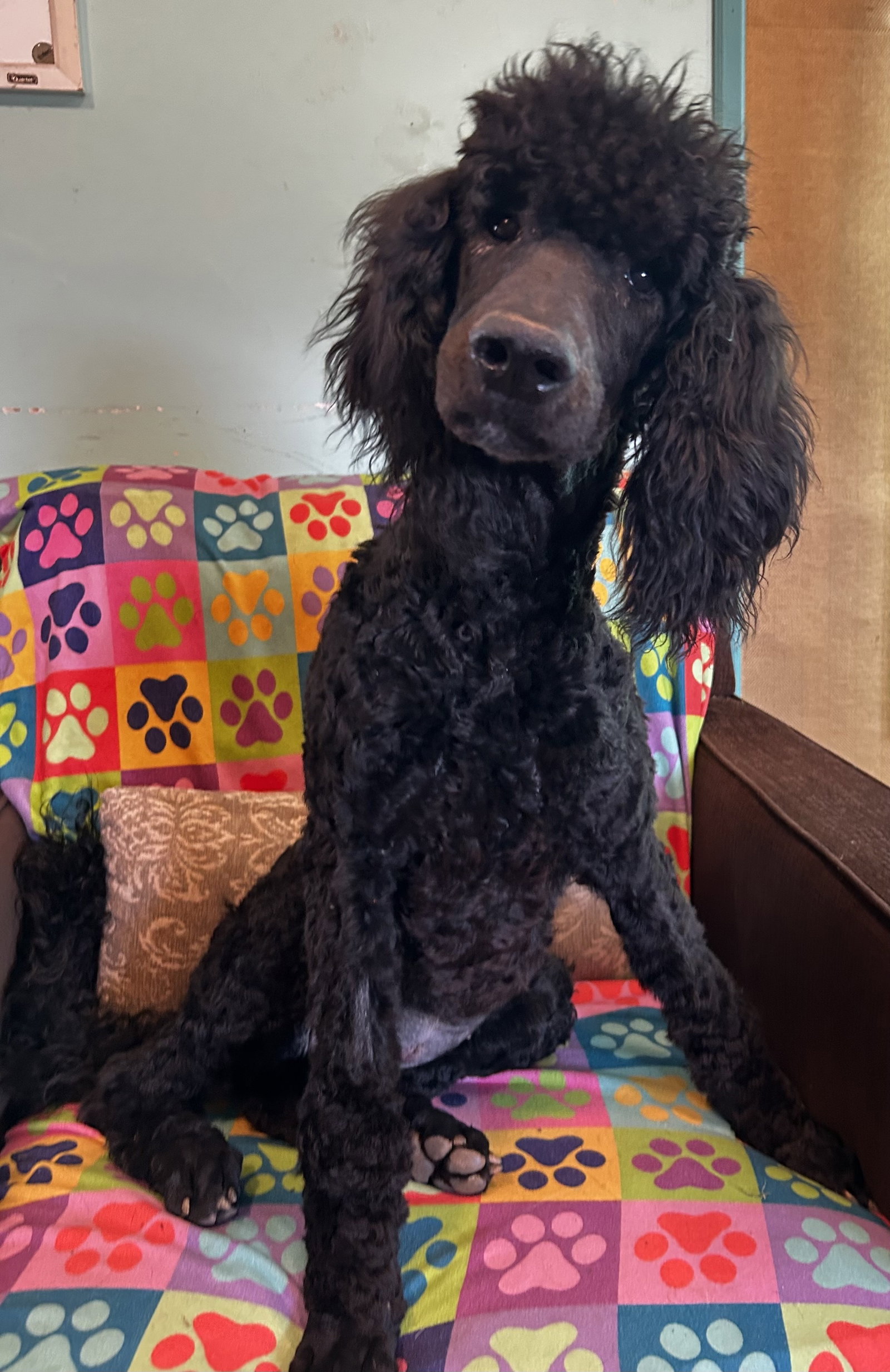 Dog Image