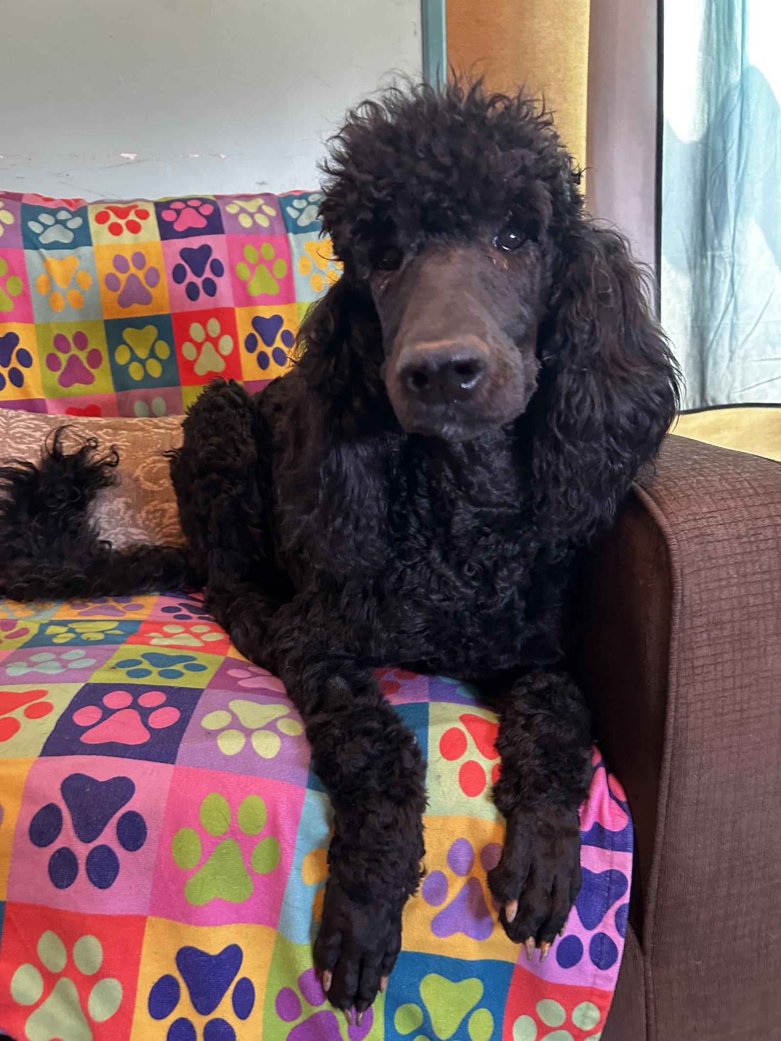 Dog Image