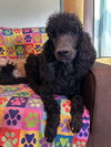 Pepper Mar 26 - Photo 9