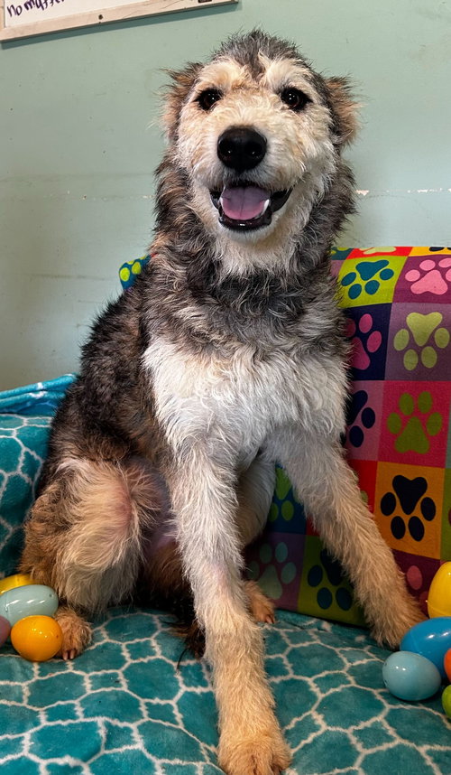Kera Mar 26, an adoptable Husky in Pacolet, SC