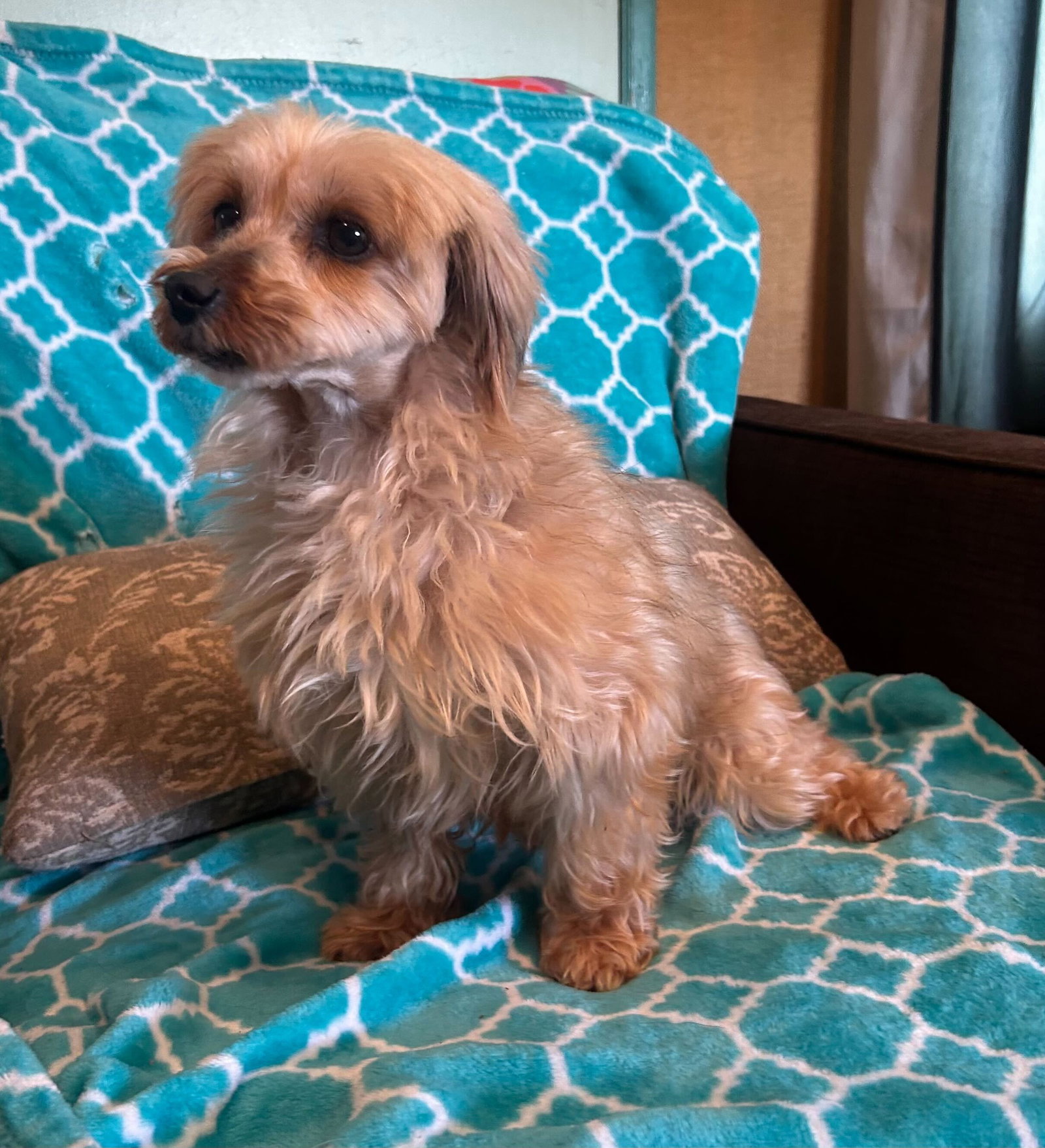 Photo 9 of 9 — Toffee Mar 26 (I am special)