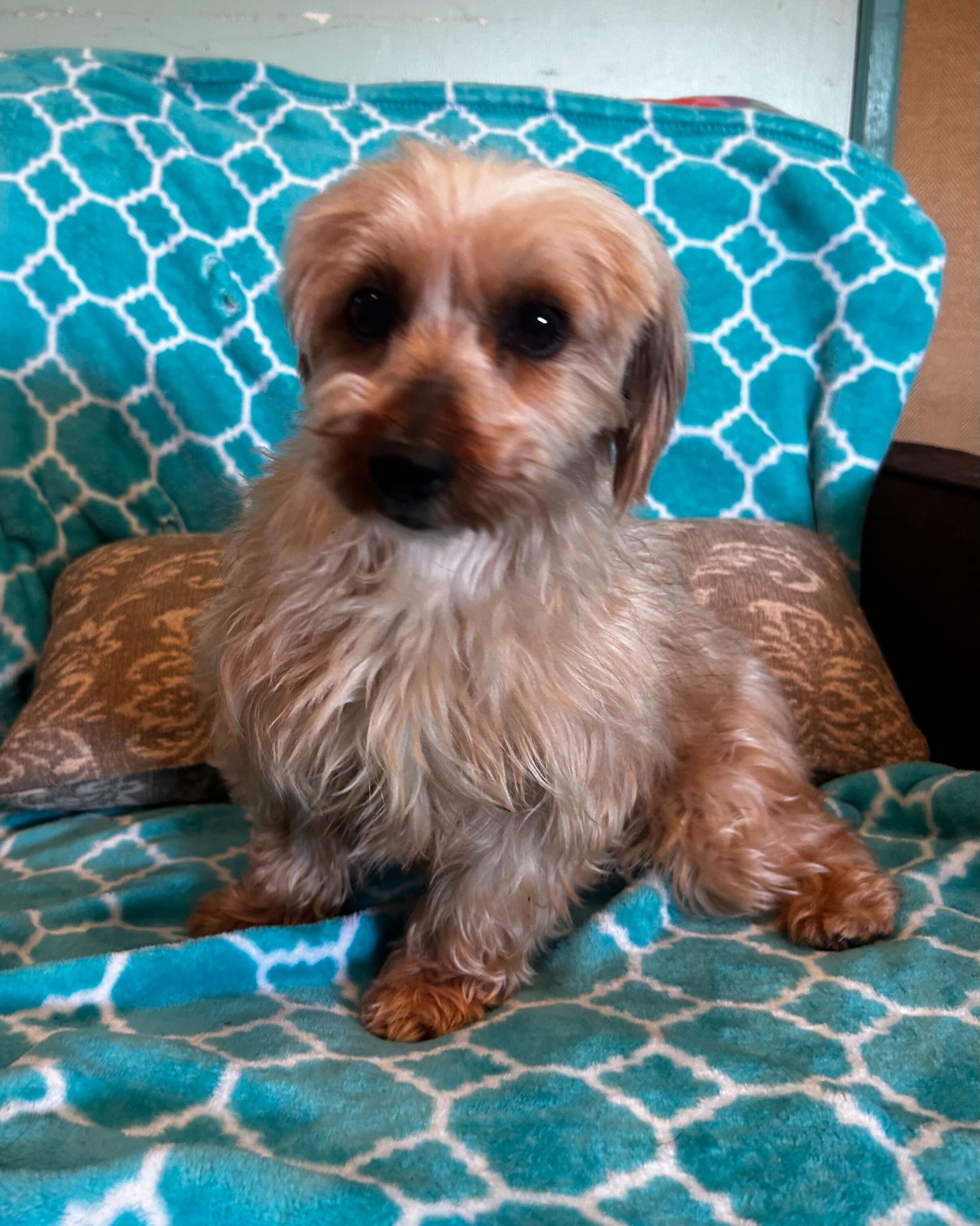 Photo 7 of 9 — Toffee Mar 26 (I am special)