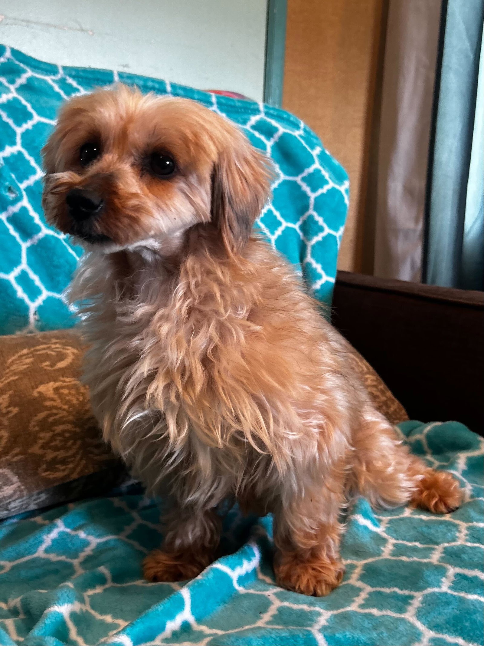 Photo 8 of 9 — Toffee Mar 26 (I am special)
