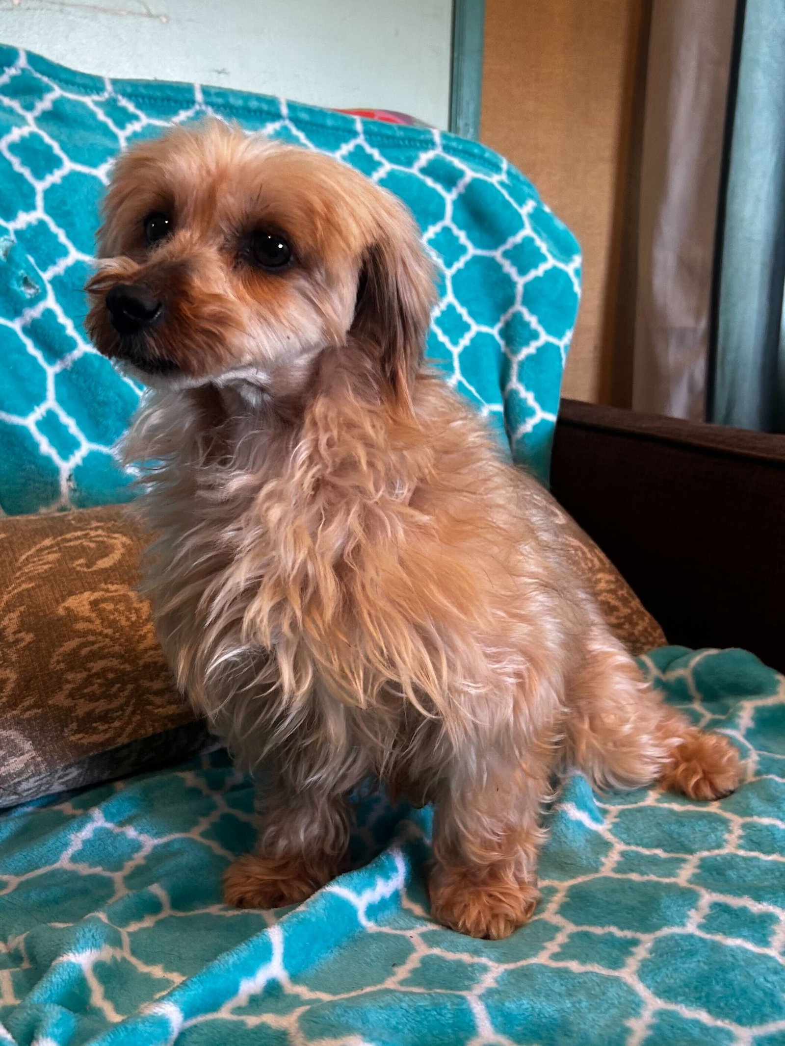 Photo 4 of 9 — Toffee Mar 26 (I am special)