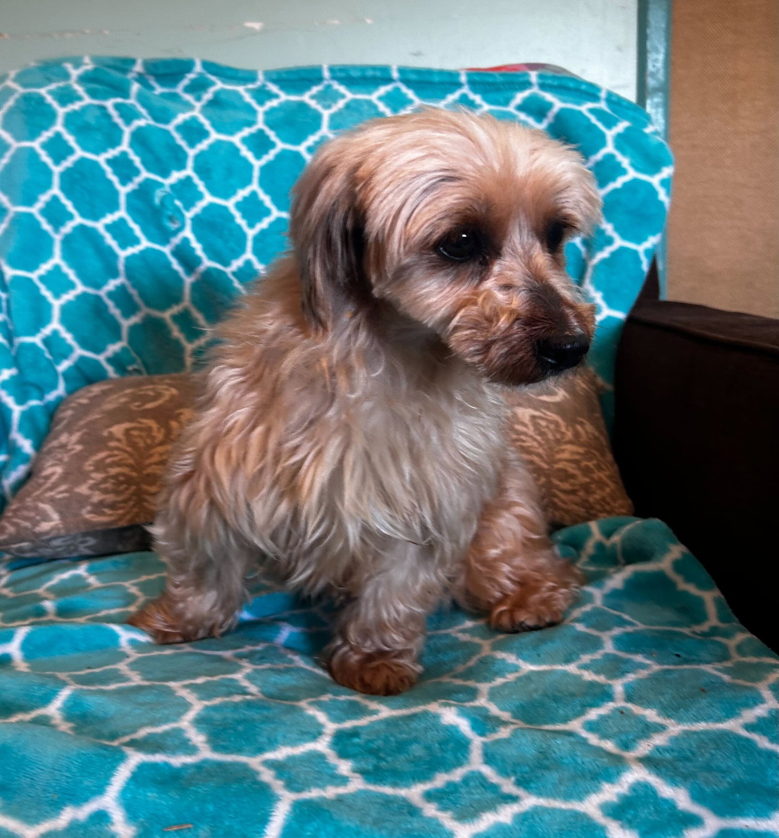 Photo 3 of 9 — Toffee Mar 26 (I am special)