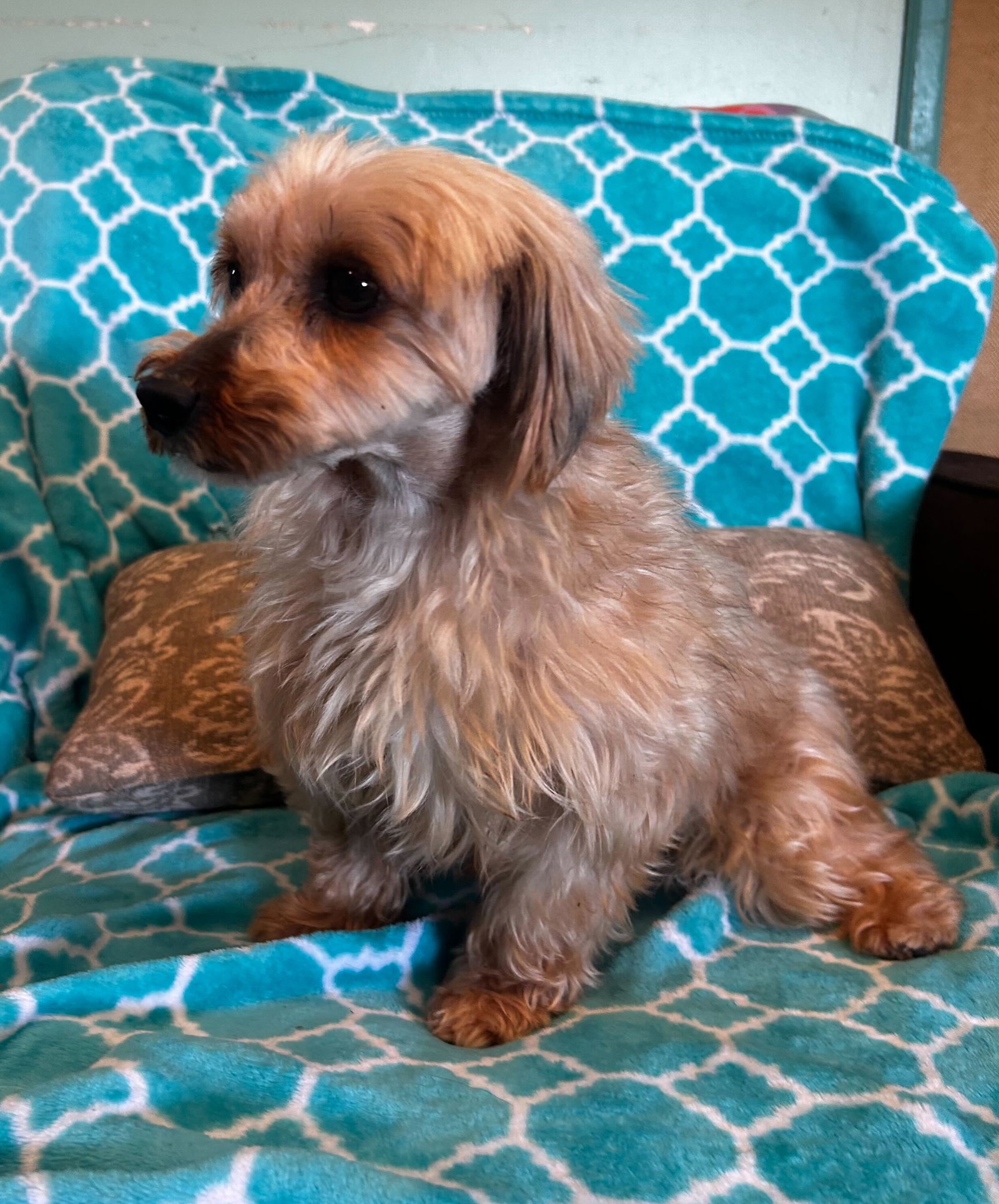 Photo 6 of 9 — Toffee Mar 26 (I am special)