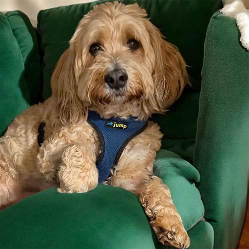 Lucy Mar 26, an adoptable Poodle in Pacolet, SC
