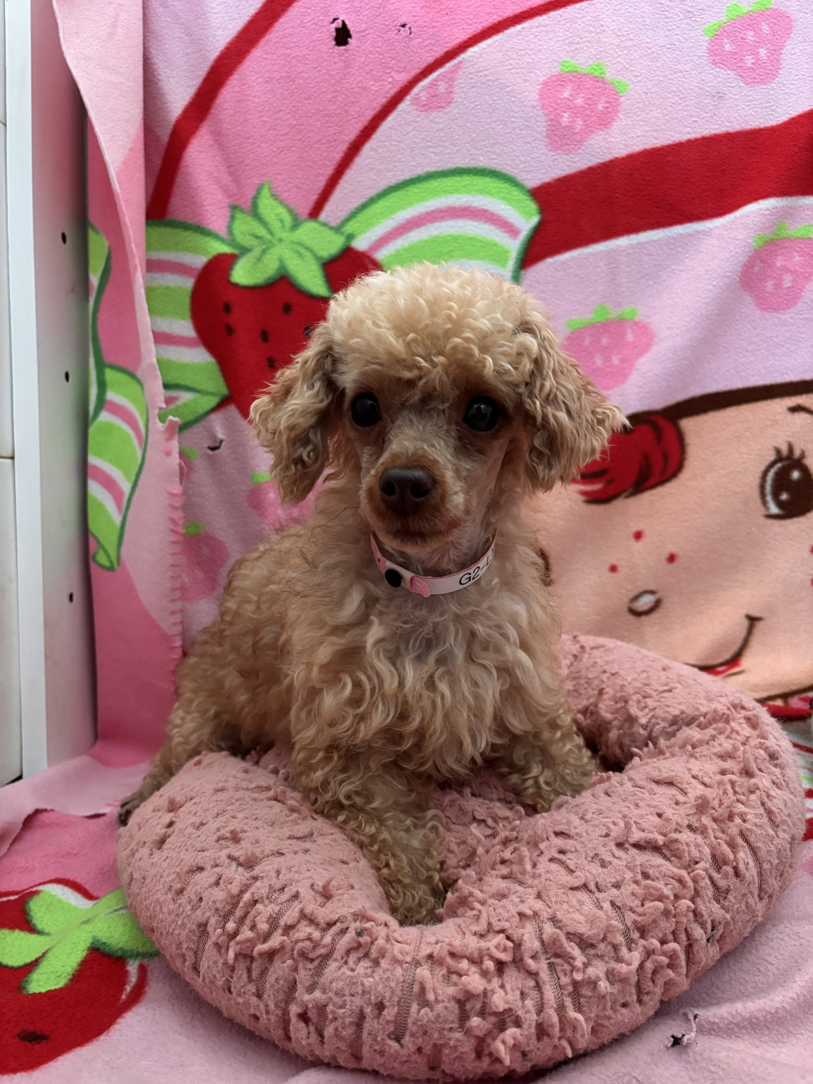 Photo 2 of 4 — Lyla Mar 26