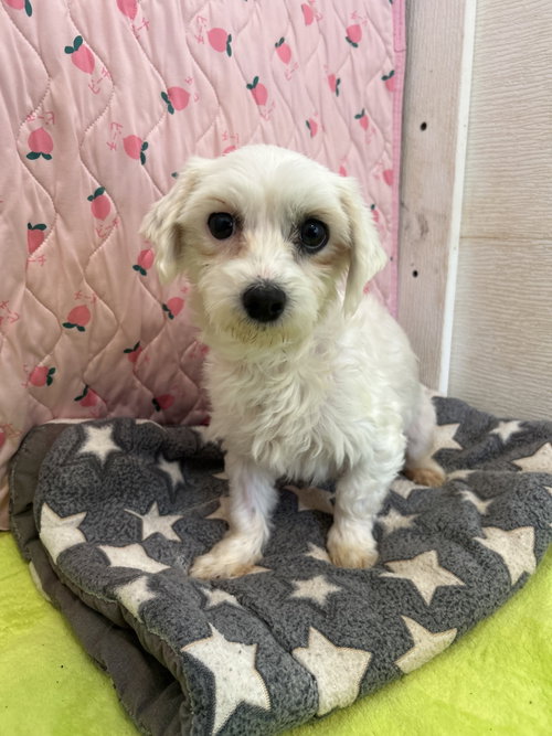 Dani Mar 26, an adoptable Maltese in Pacolet, SC