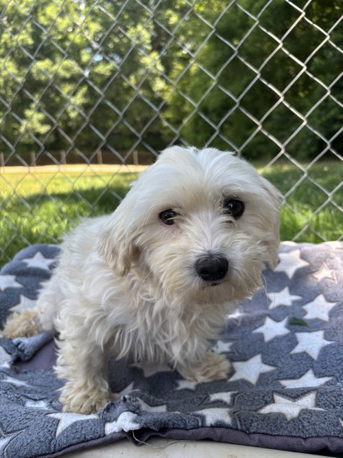 Dani Mar 26, an adoptable Maltese in Pacolet, SC