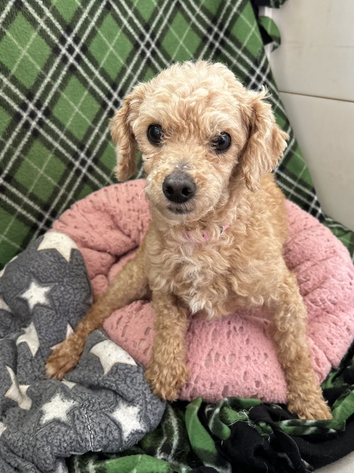 Wren Mar 26, an adoptable Poodle in Pacolet, SC