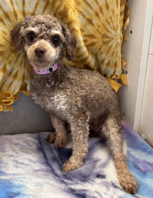 Mulan Mar 26, an adoptable Poodle in Pacolet, SC