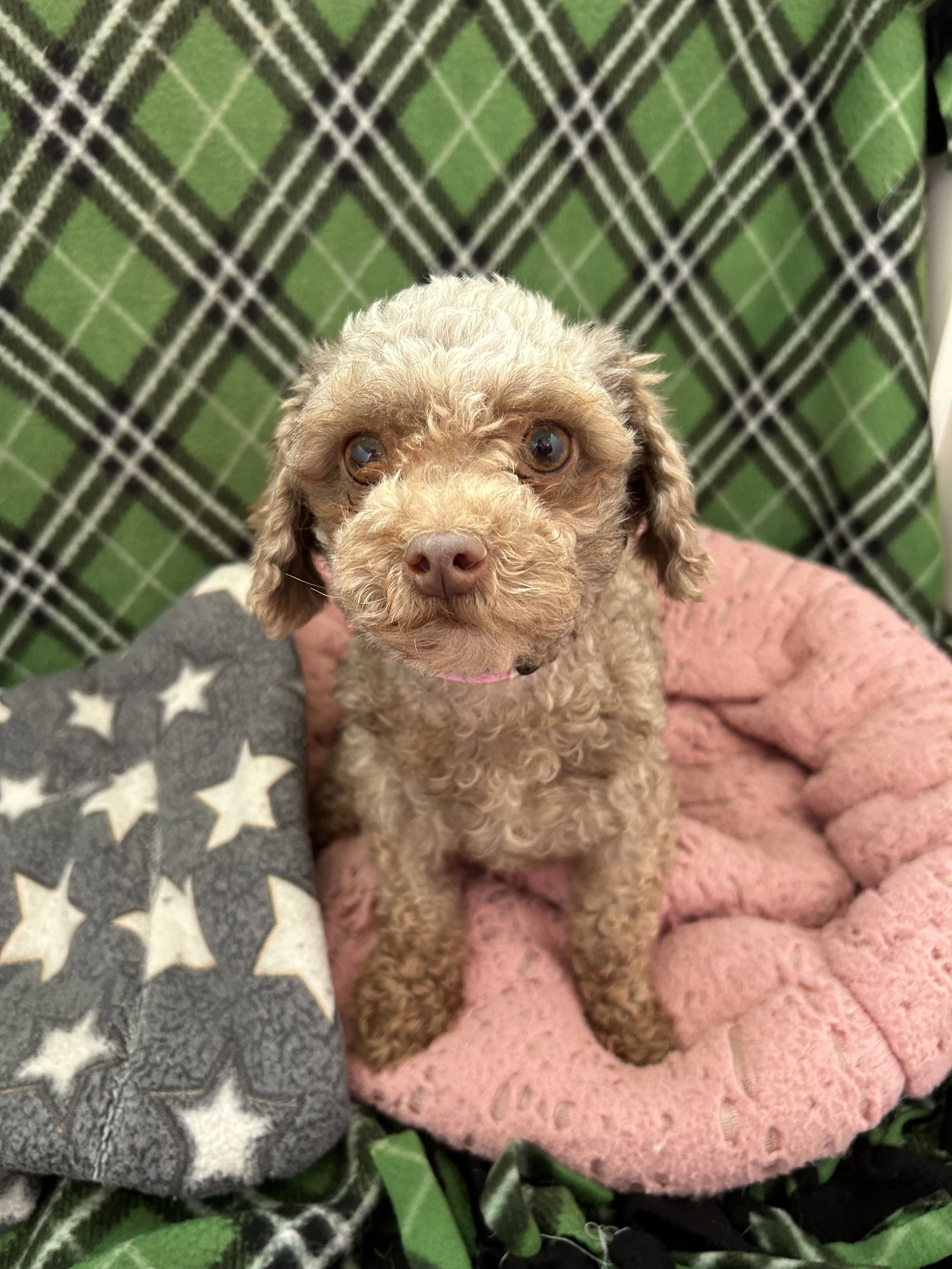 Photo of Petunia Mar 26