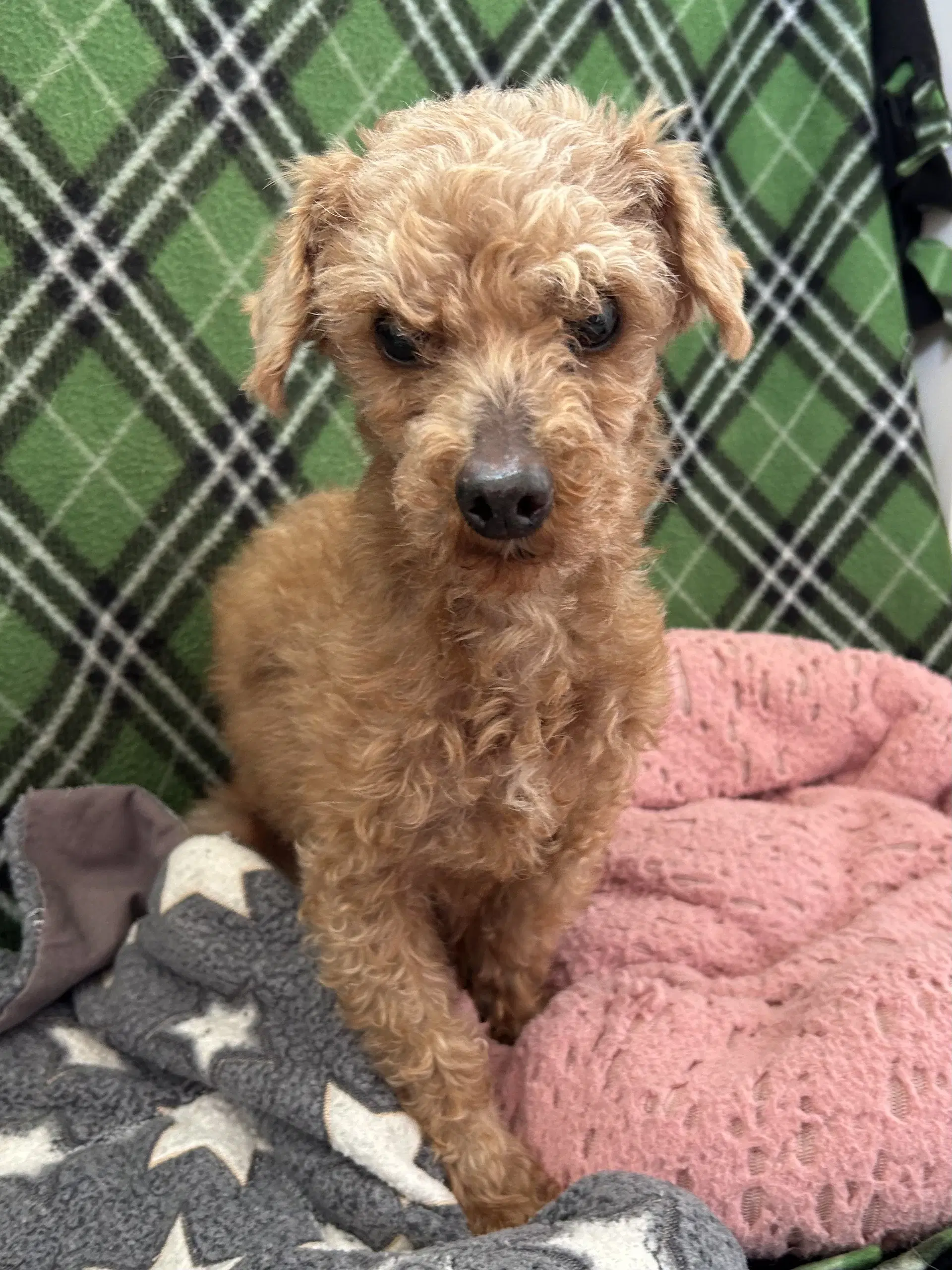 Bolt Mar - Poodle (Miniature)