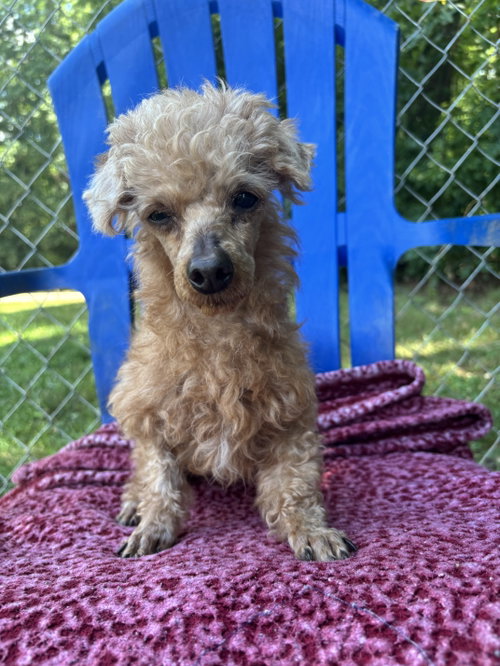 Bolt Mar 26, an adoptable Poodle in Pacolet, SC