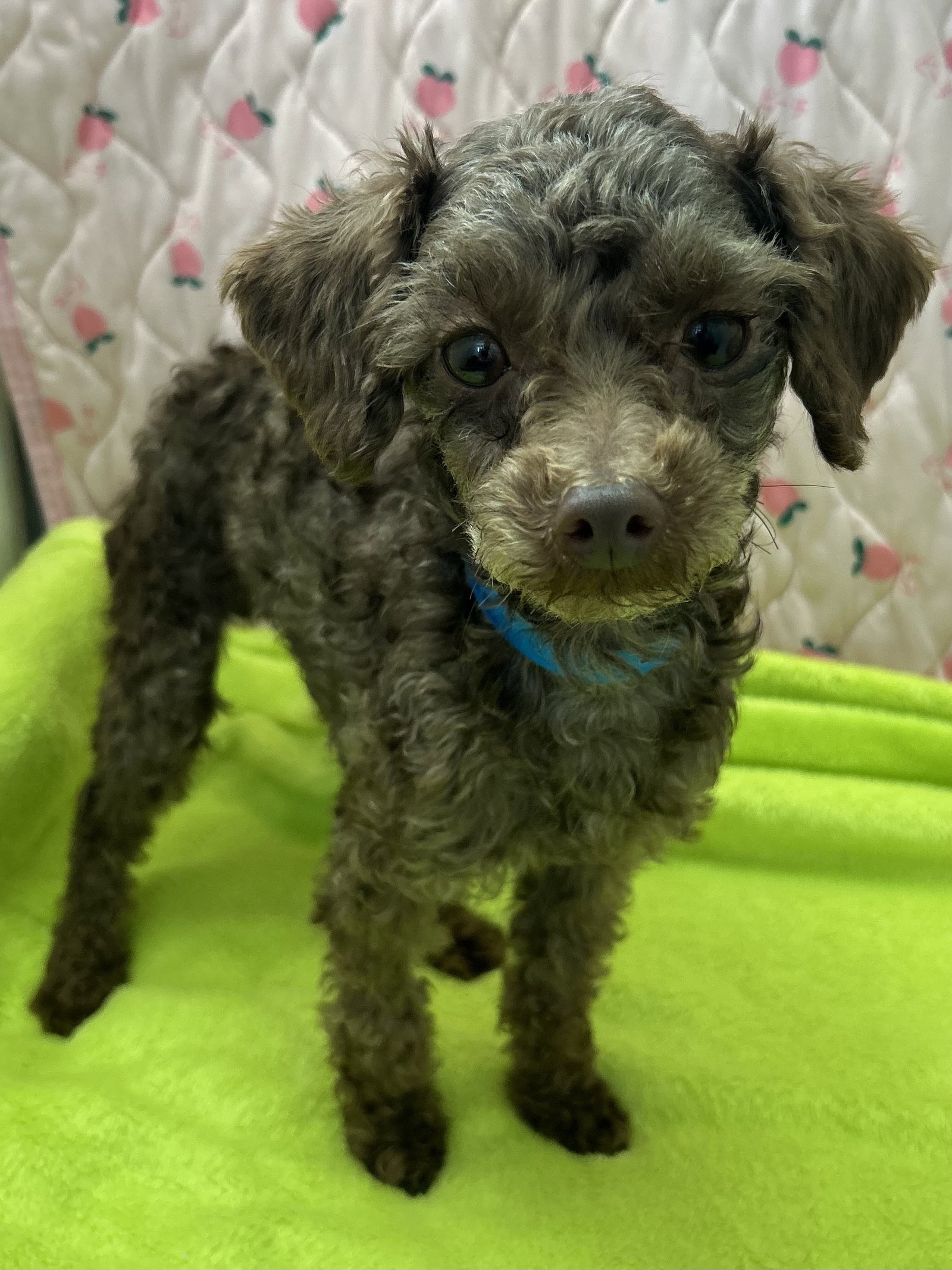 Photo 3 of 7 — Ralphie Mar 26