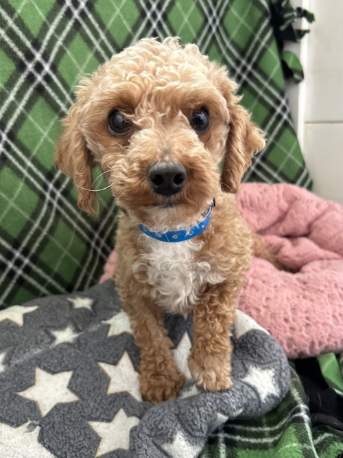 Mochi Mar 26, an adoptable Poodle in Pacolet, SC