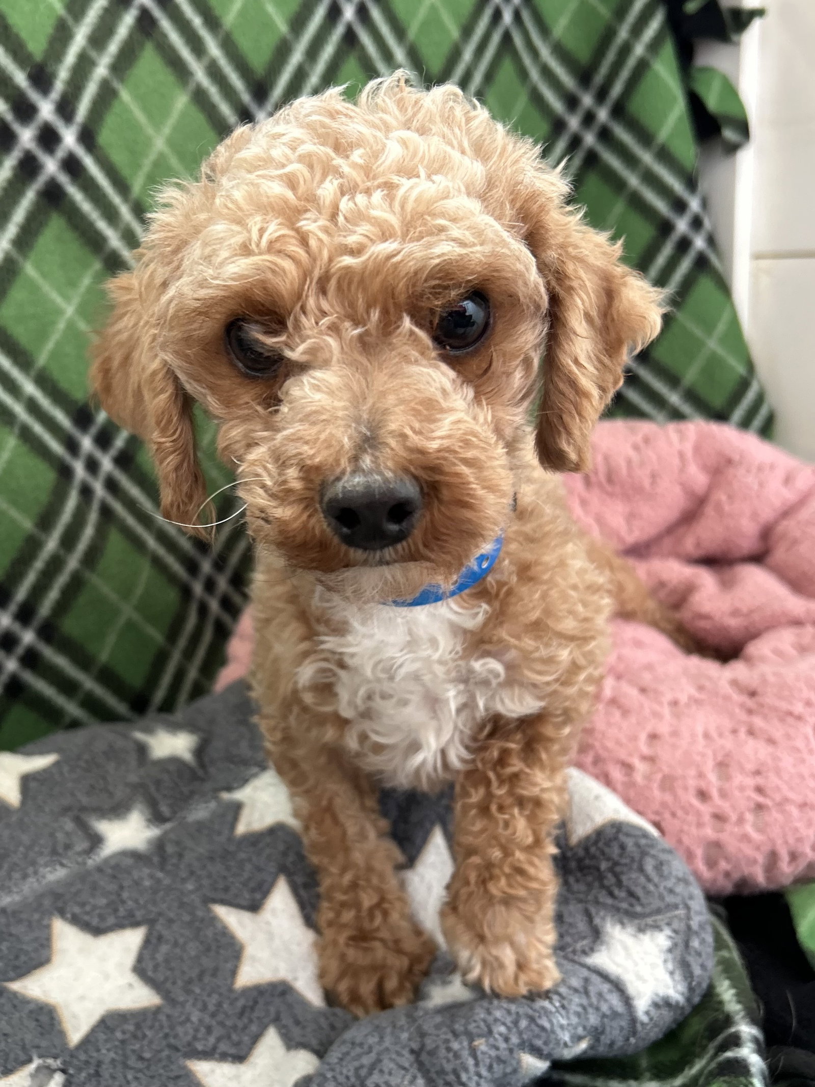 Photo 3 of 4 — Mochi Mar 26
