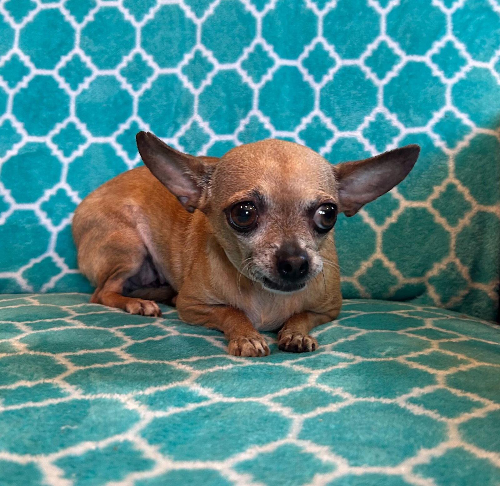 Photo 6 of 6 — Chicca Mar 26