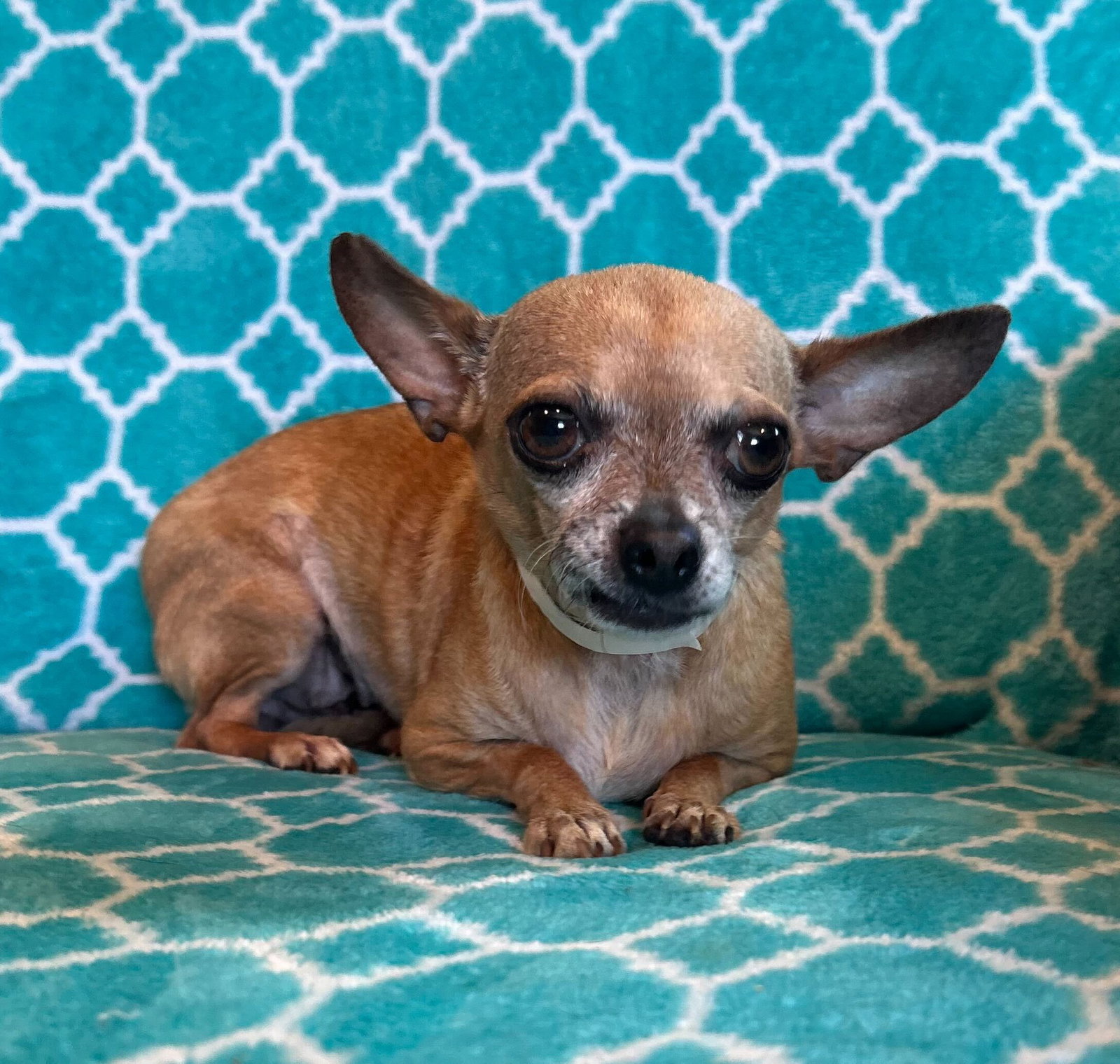 Photo 4 of 6 — Chicca Mar 26