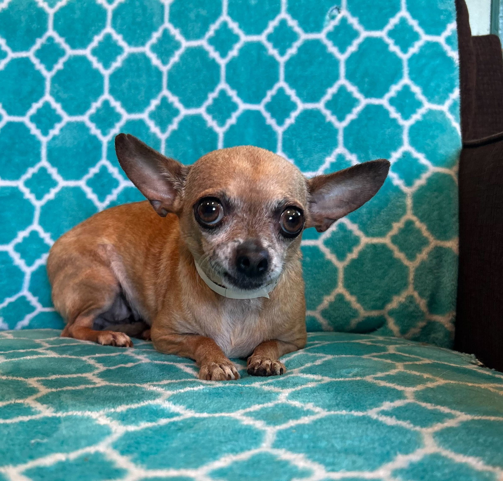 Photo 2 of 6 — Chicca Mar 26