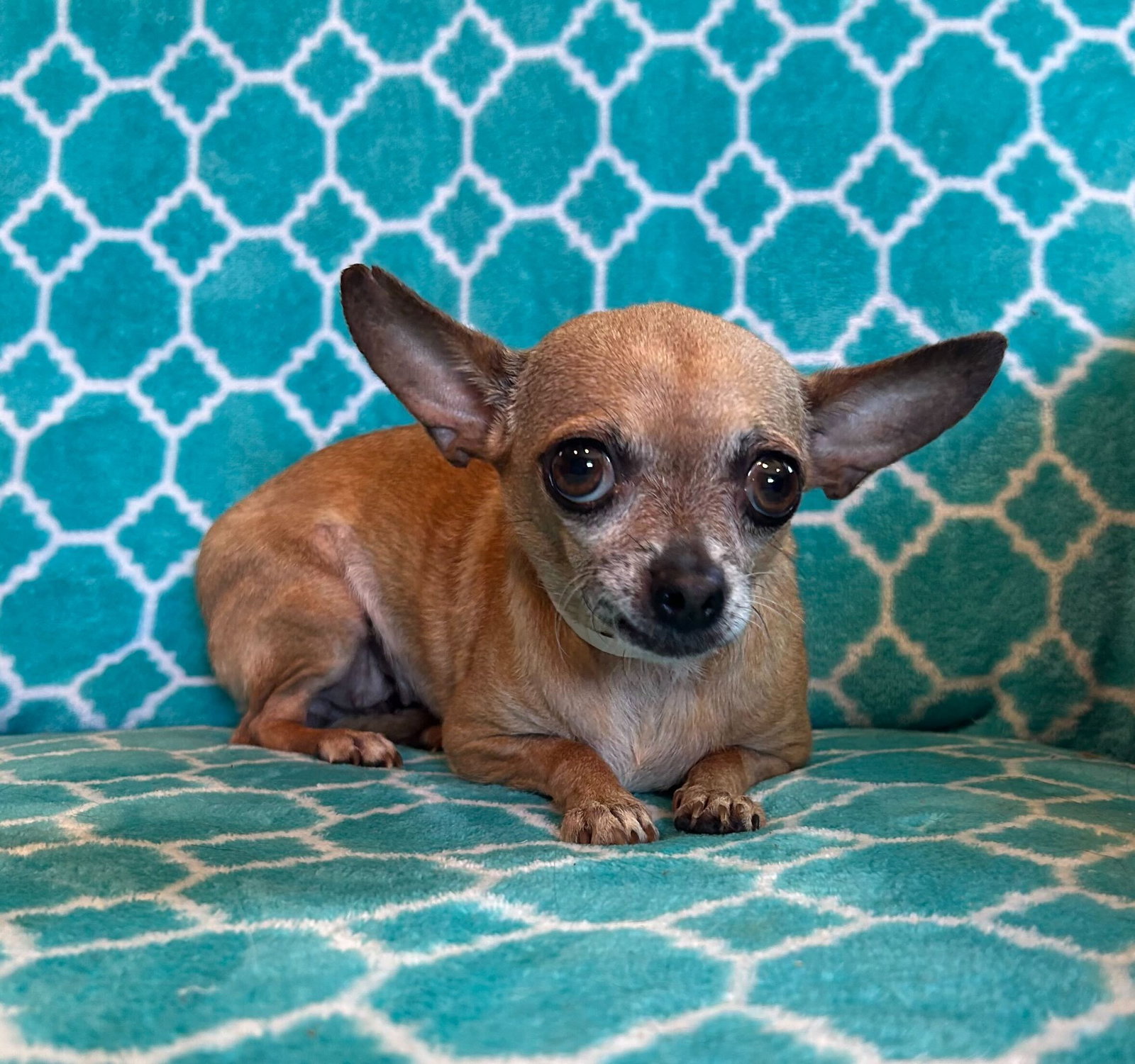 Photo 3 of 6 — Chicca Mar 26