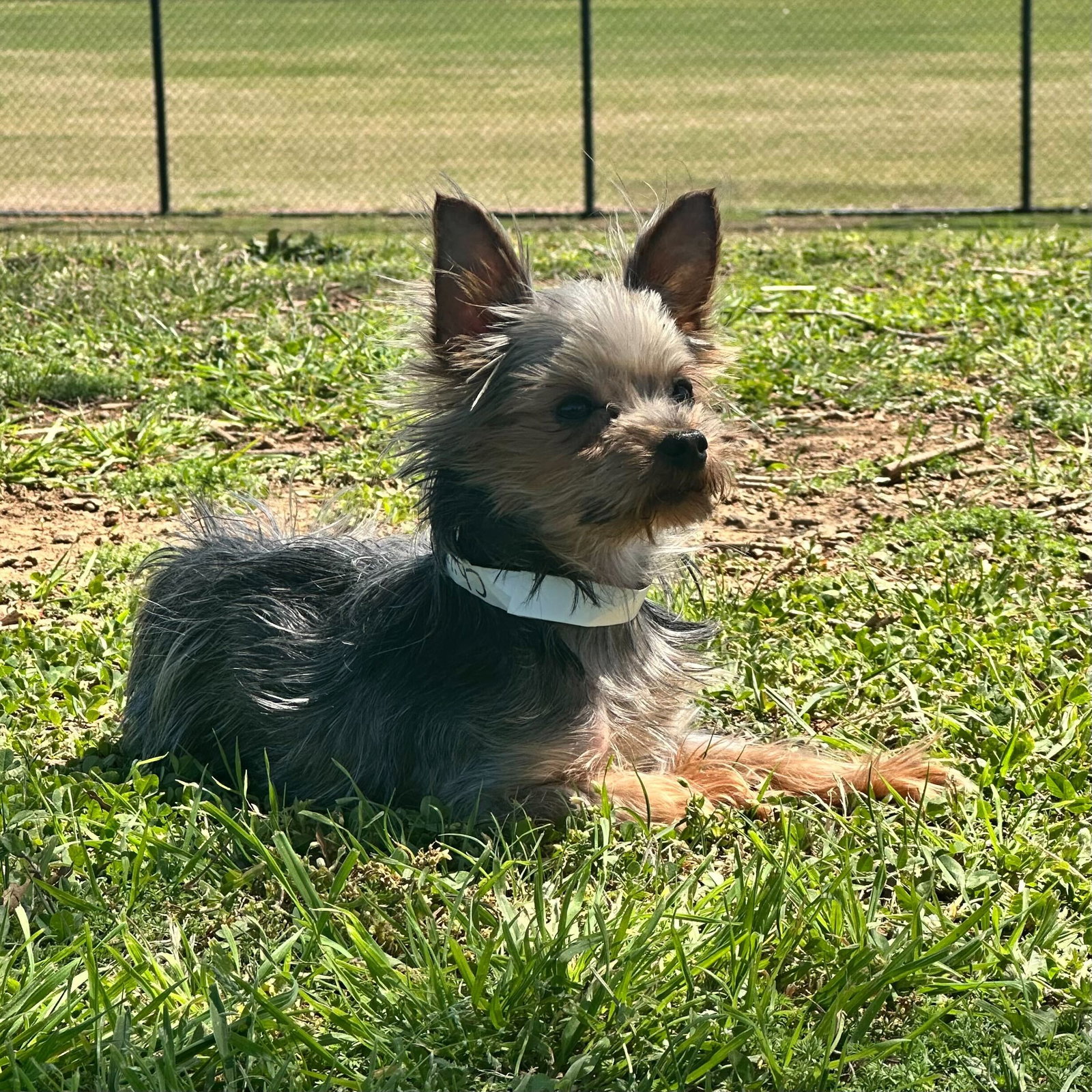 Photo of Chillie Mar 26