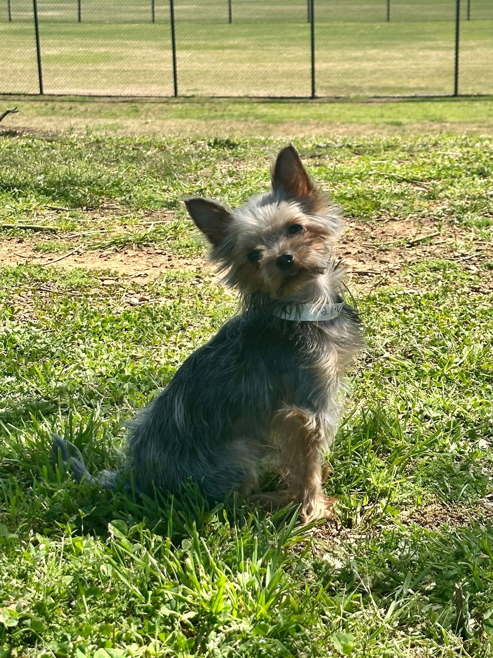 Photo 3 of 4 — Chillie Mar 26