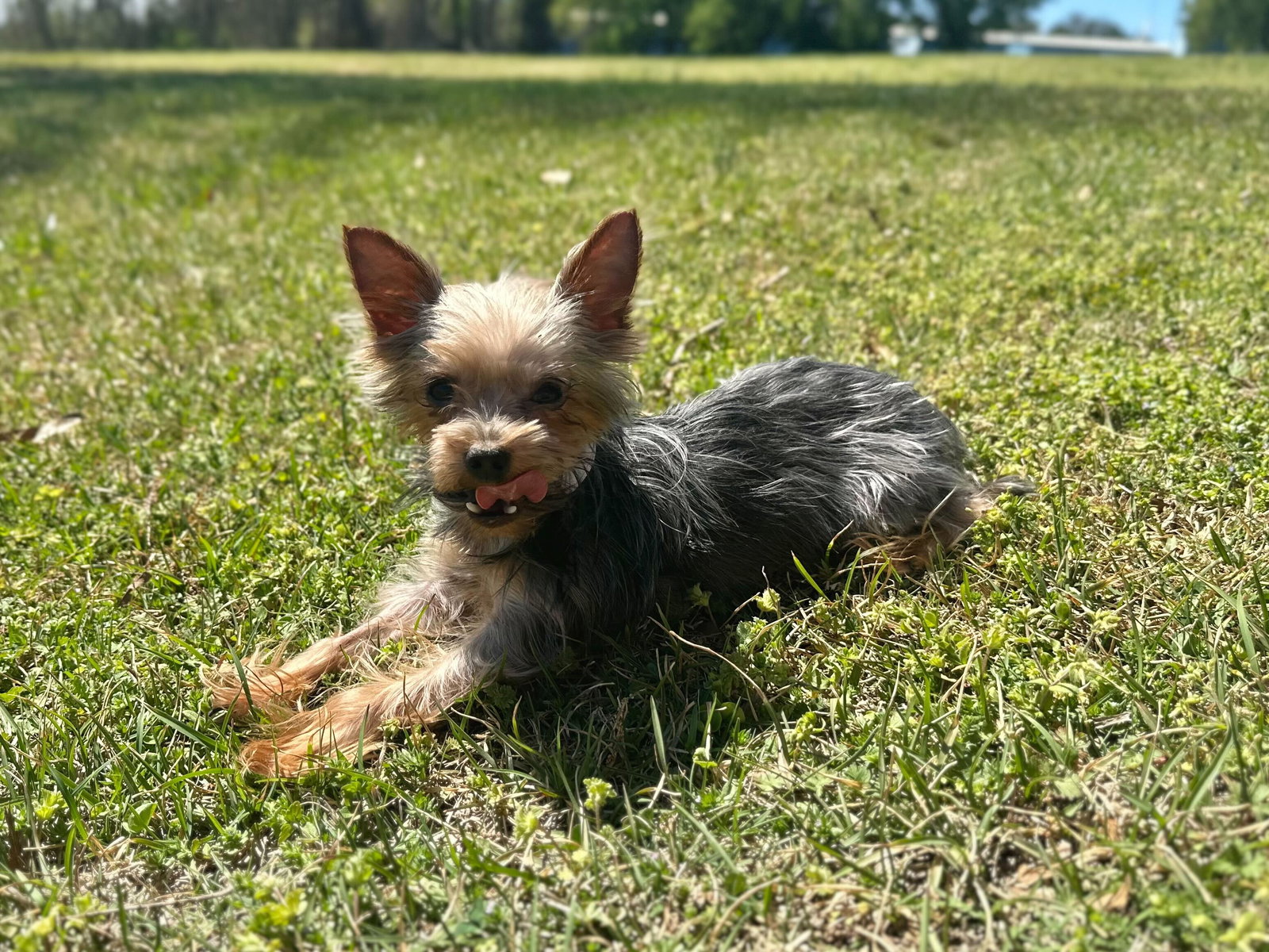 Photo 4 of 4 — Chillie Mar 26