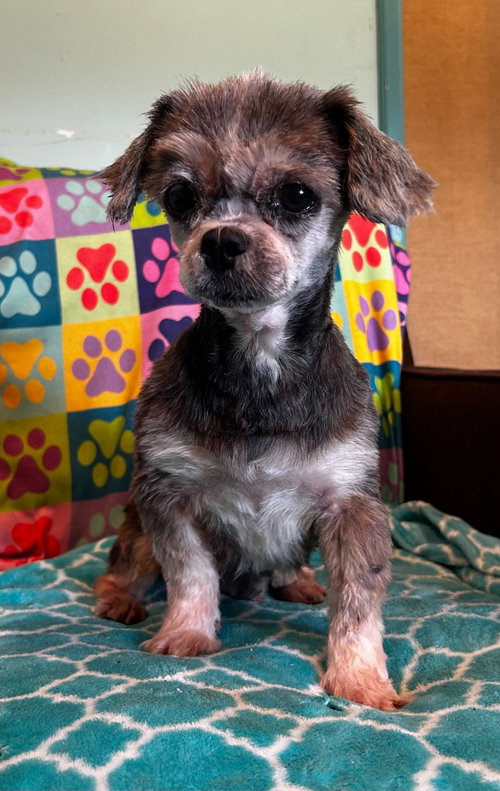 Nutmeg Mar 26, an adoptable Shih Tzu in Pacolet, SC