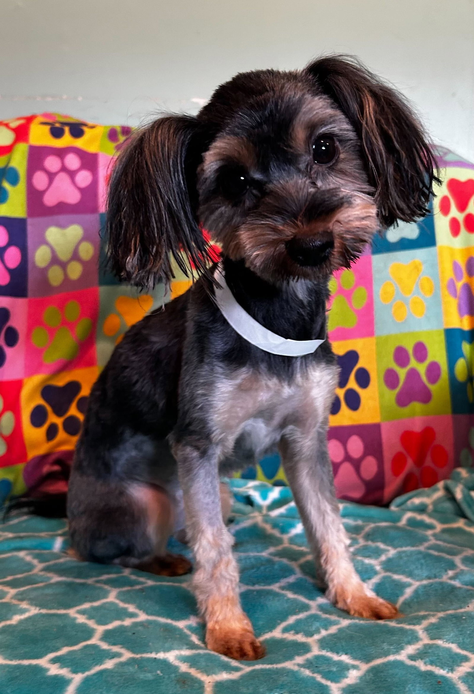 Photo of Willow Mar 26