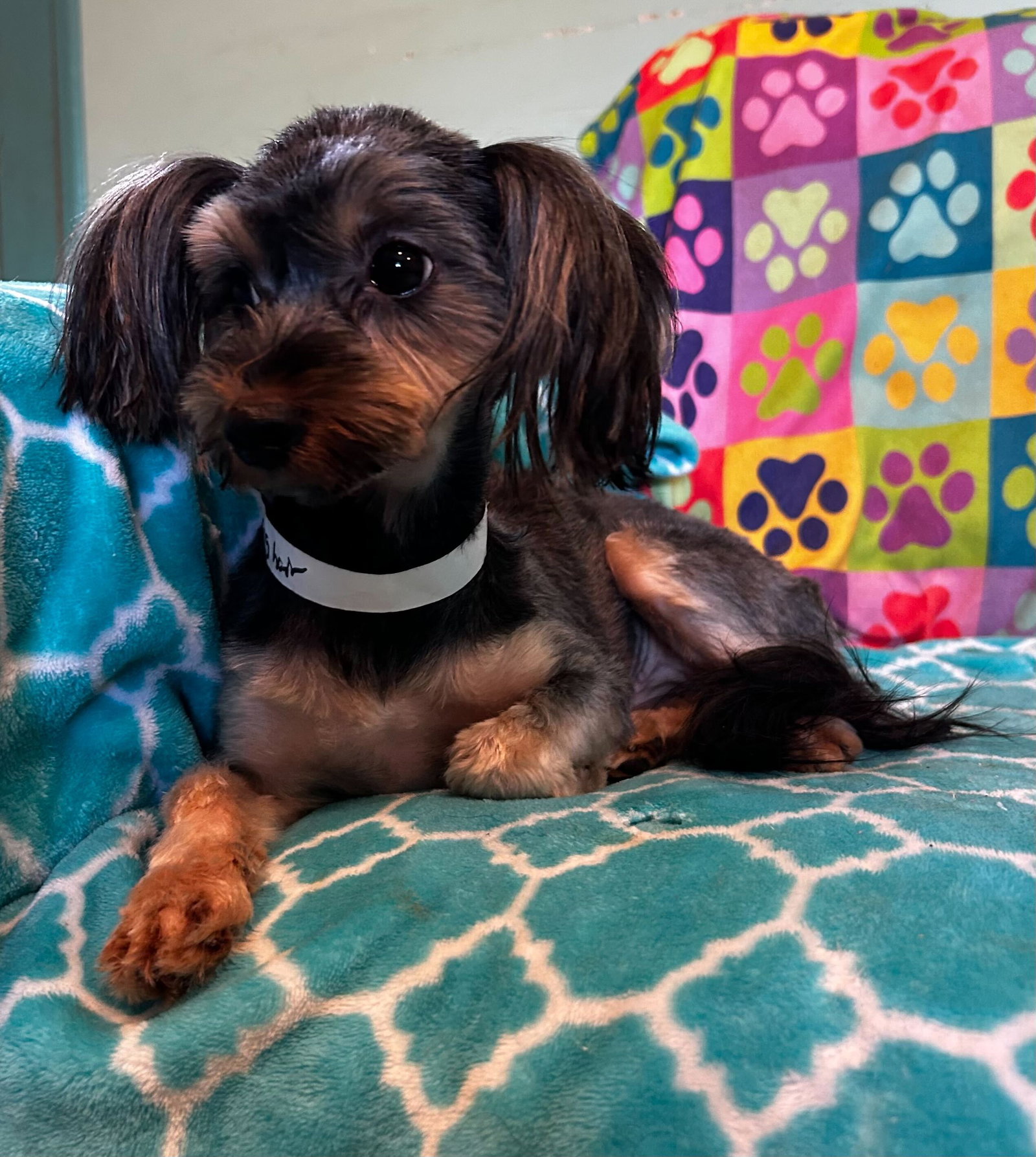 Photo 6 of 9 — Willow Mar 26