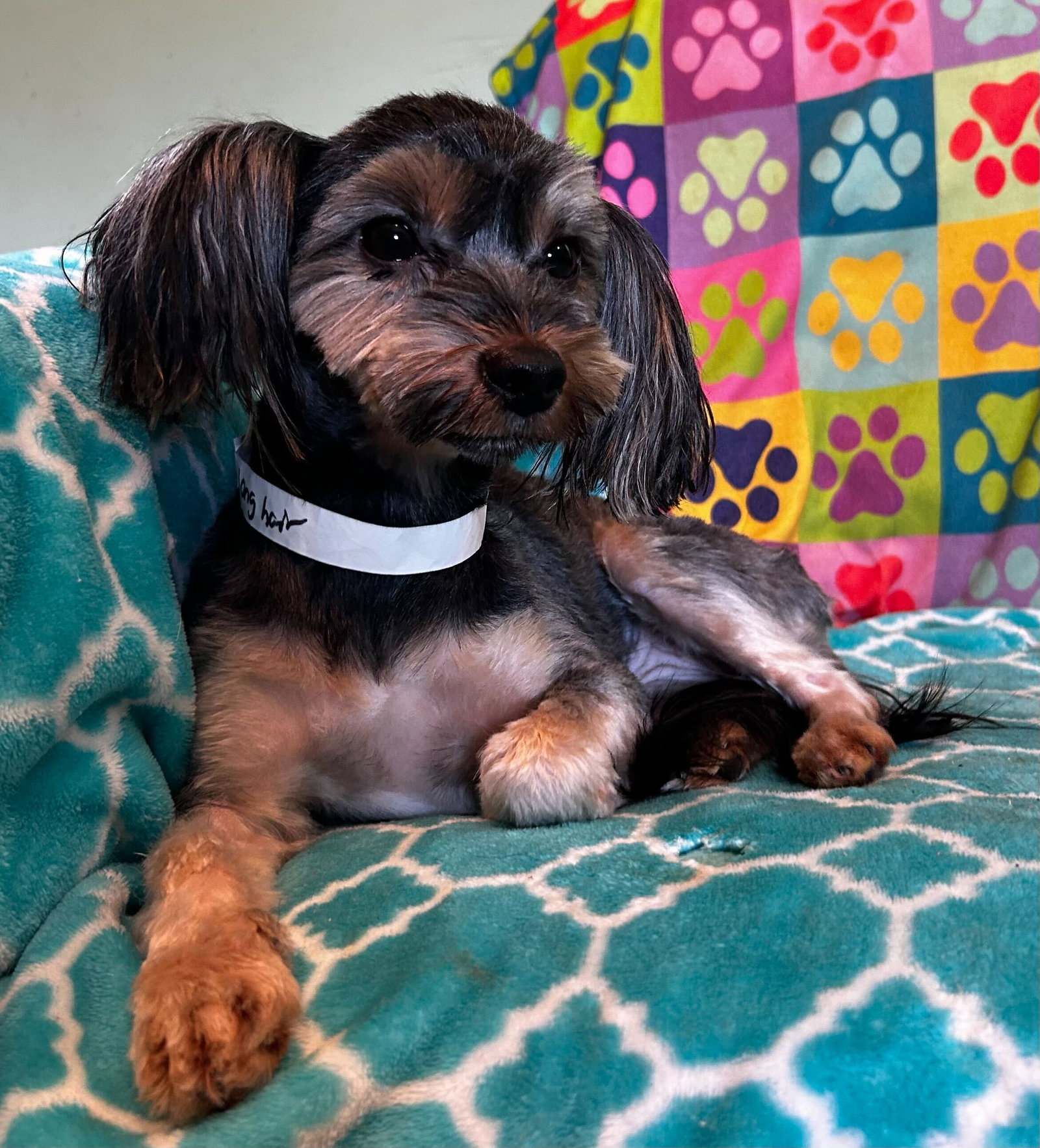 Photo 9 of 9 — Willow Mar 26
