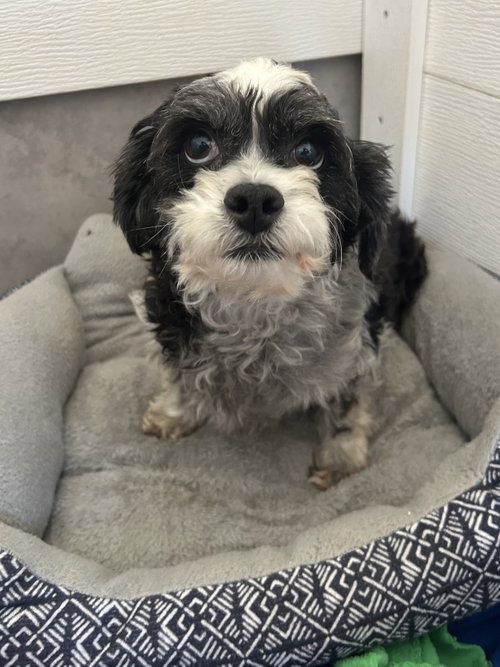 Tootsie Mar 26, an adoptable Poodle in Pacolet, SC