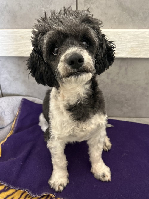 Theo Mar 26, an adoptable Poodle in Pacolet, SC