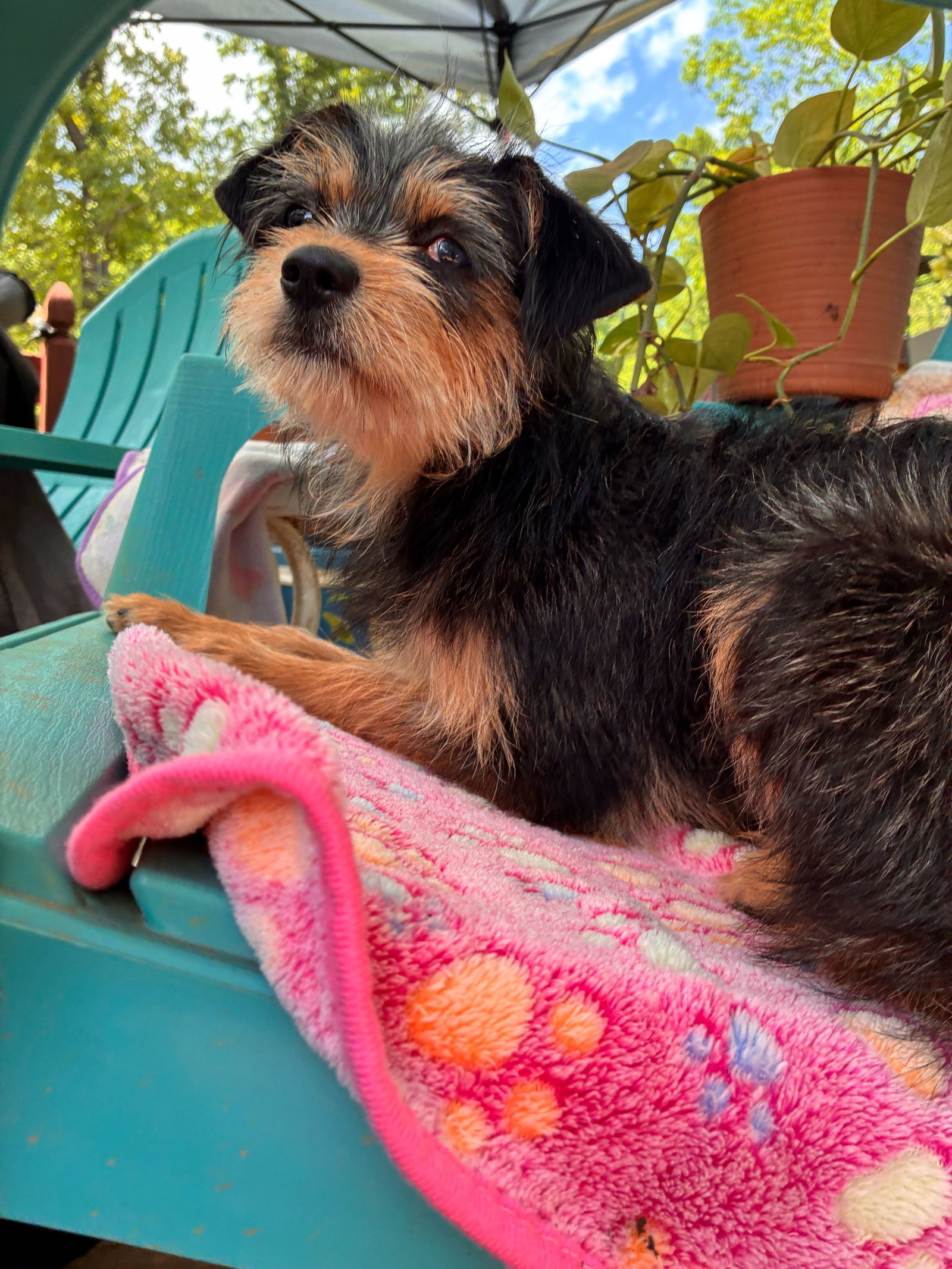 Photo 4 of 5 — Dolly Mar 26