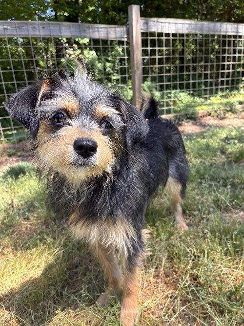Dolly Mar 26, an adoptable Terrier in Pacolet, SC