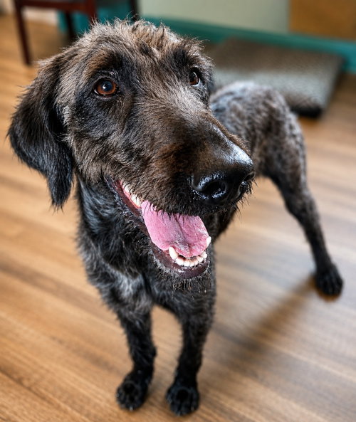 Enid Mar 26, an adoptable Poodle in Pacolet, SC